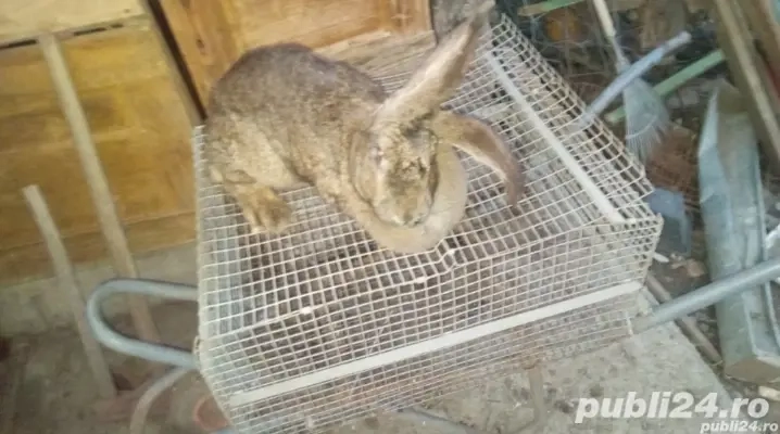 schimb pe  alte animale sau vănd 