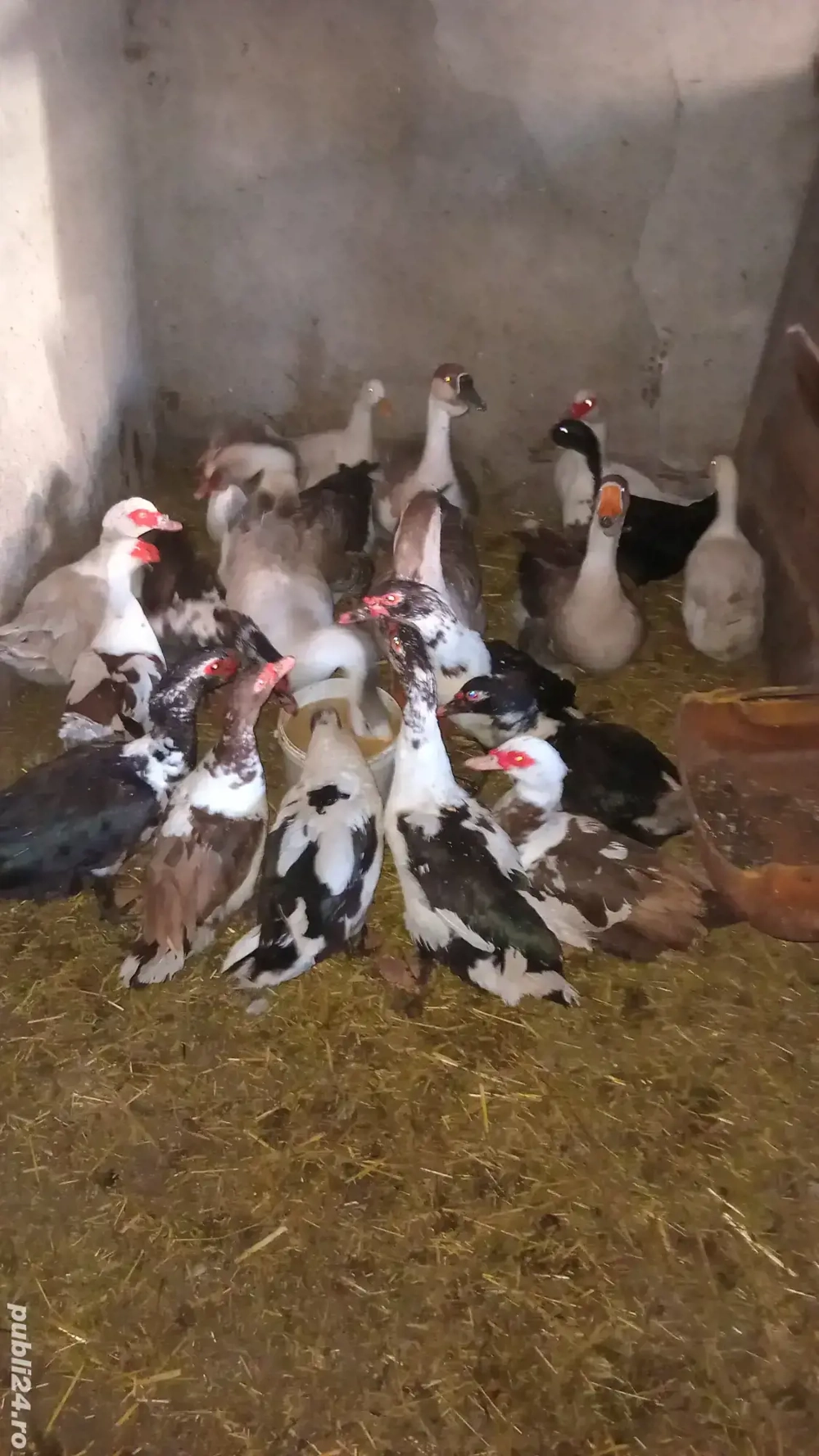 păsări la schimb pe oi 