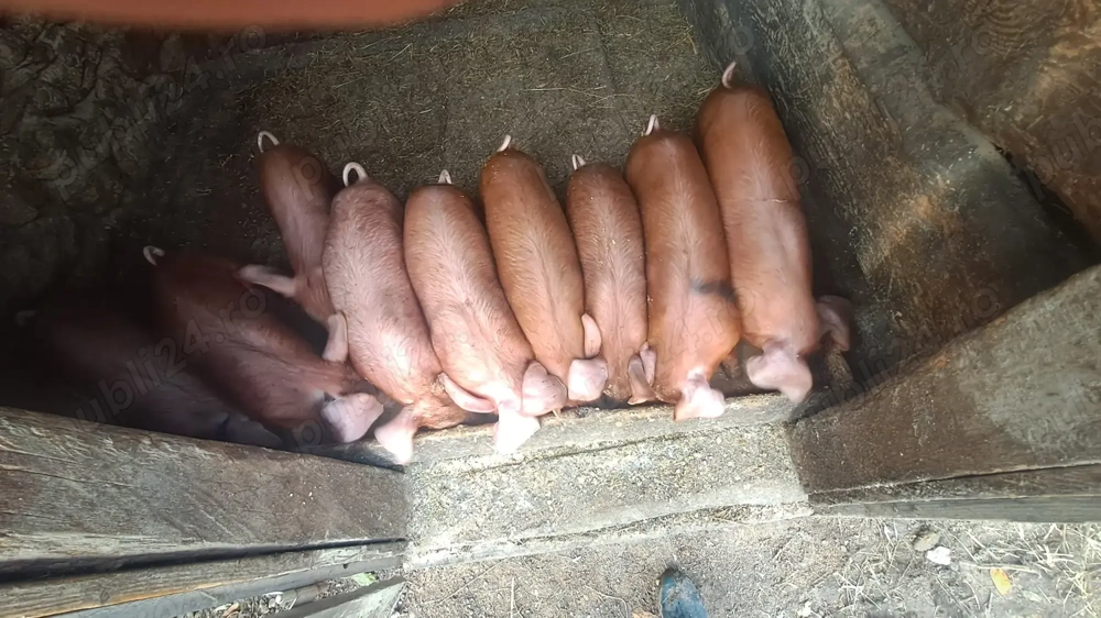 Purcei de vânzare duroc Purcei de vânzare duroc