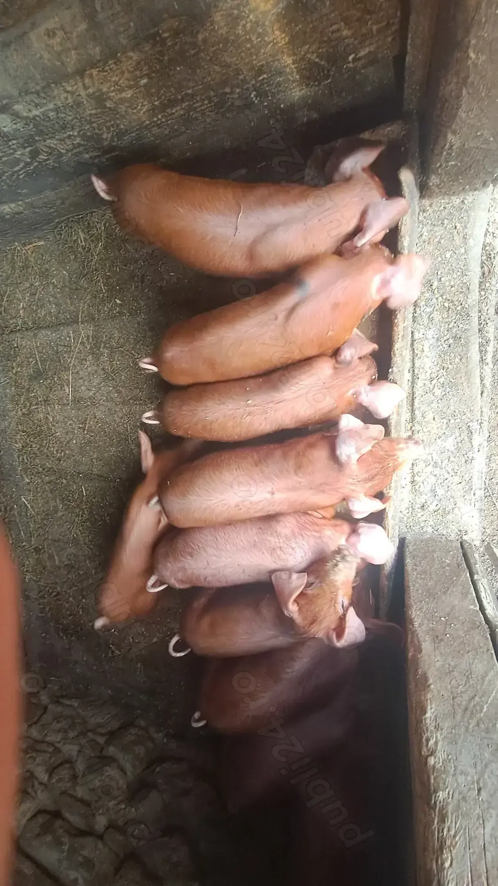 Purcei de vanzare duroc