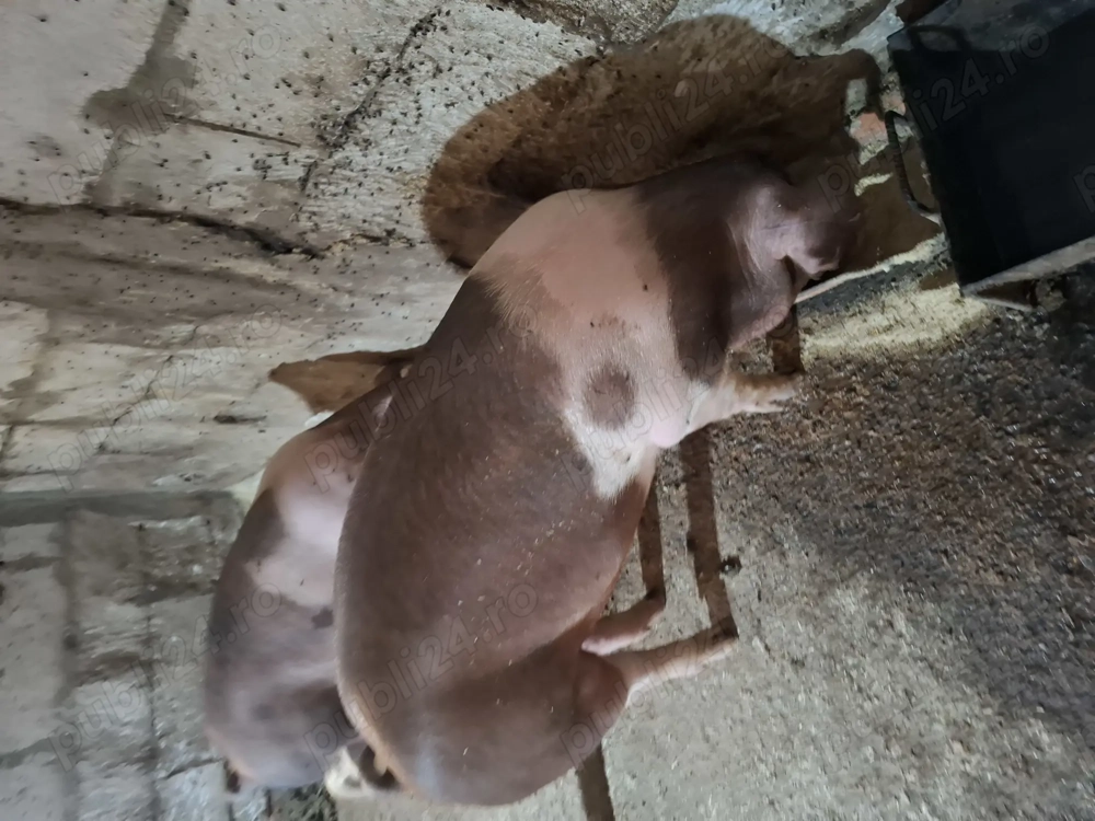 Porci de carne crescuți natural 