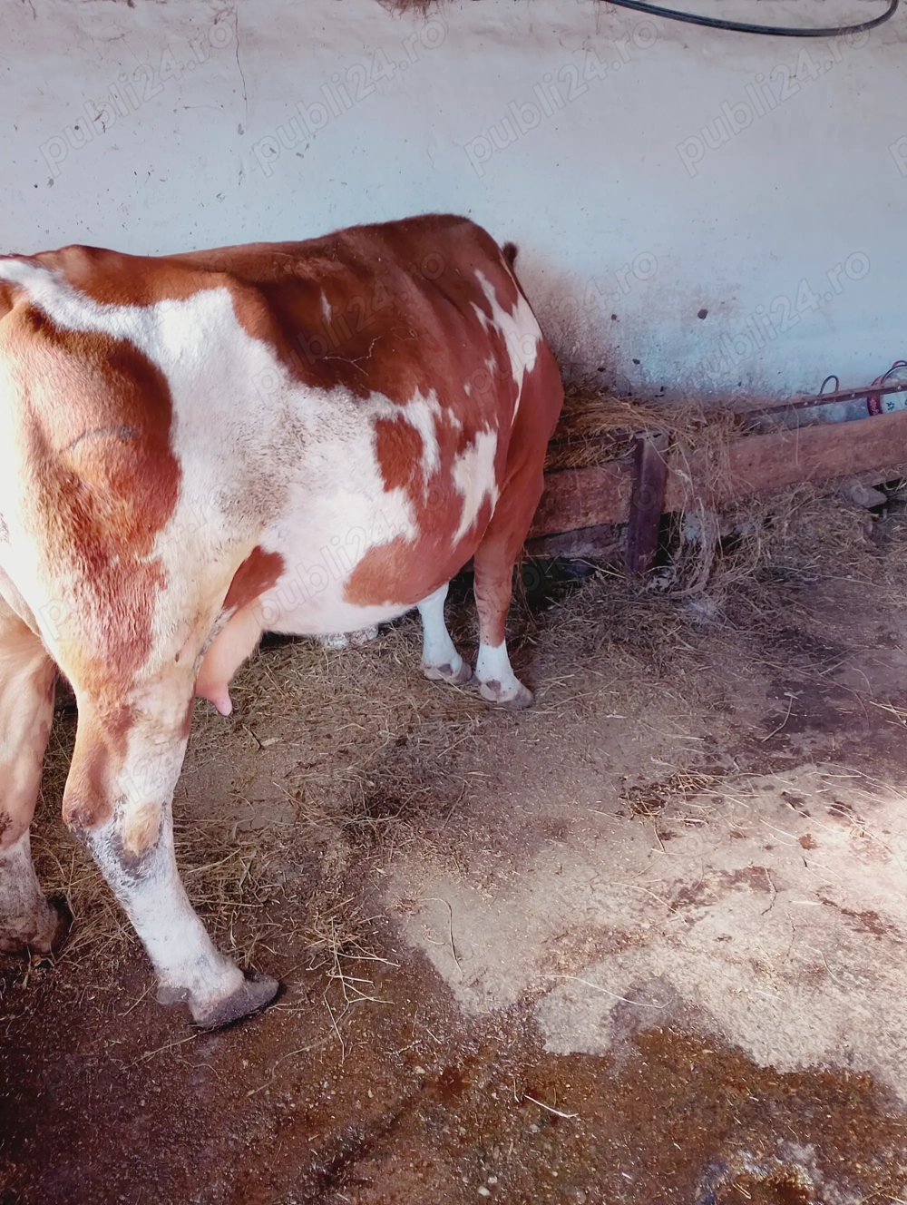 Vând vaca bălțat mai multe det la tel Vând vaca bălțat mai multe det la tel