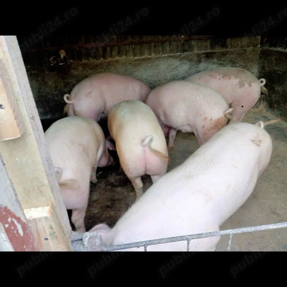 Porci de vânzare crescuți la țară !