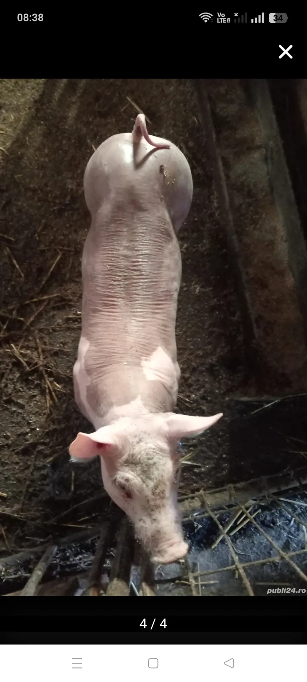 Vieruț Pietrain Belgian,8 săptămâni !!