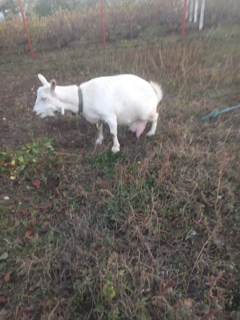 Vand capre sannen tap alpin francez