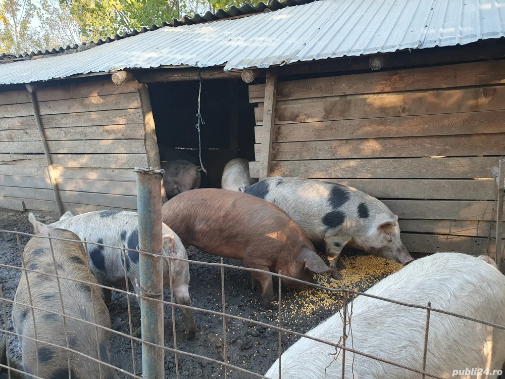 porci de vânzare  porci de vânzare