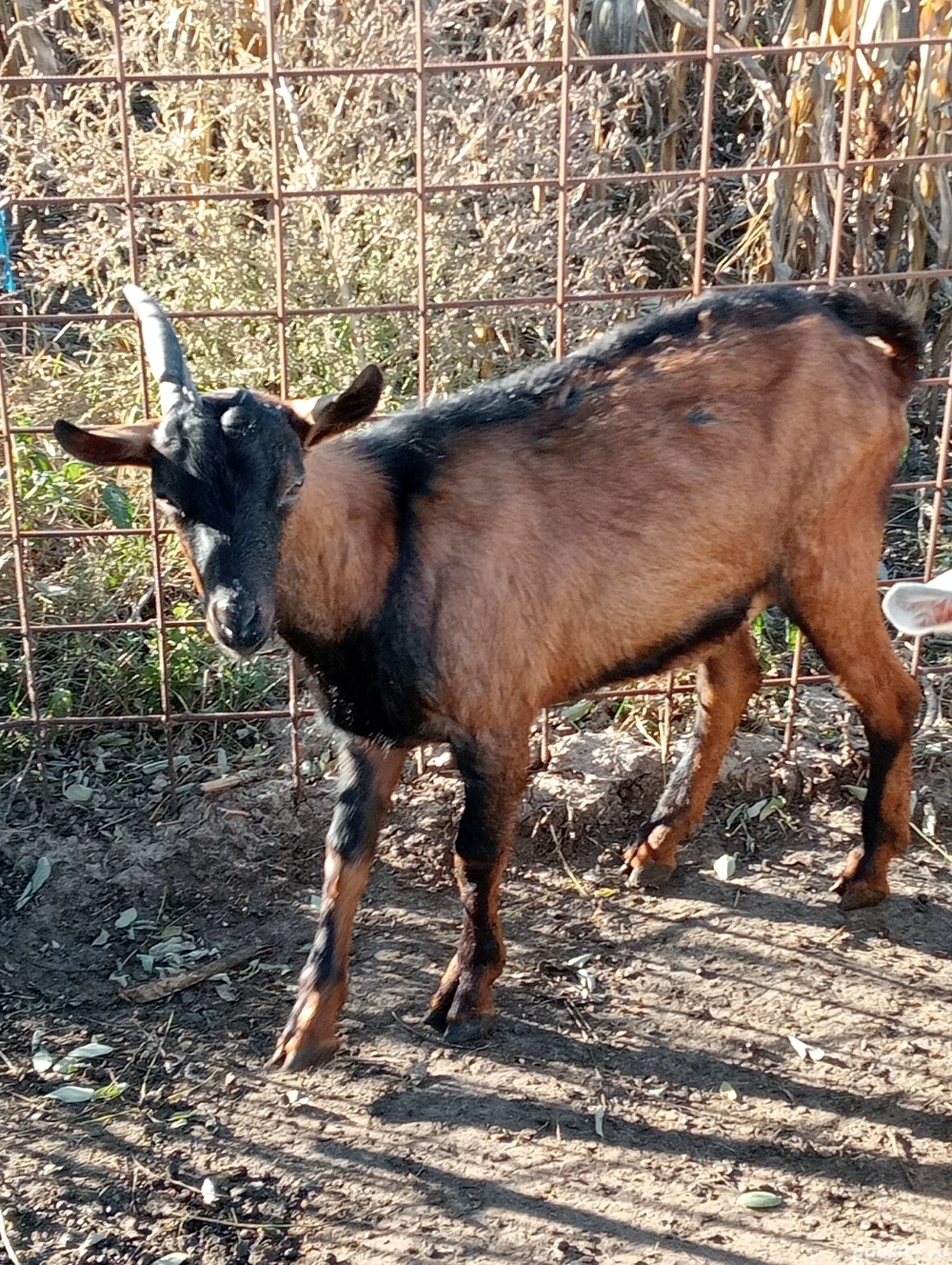 Vand Tap Alpin Francez ! Vand Tap Alpin Francez !