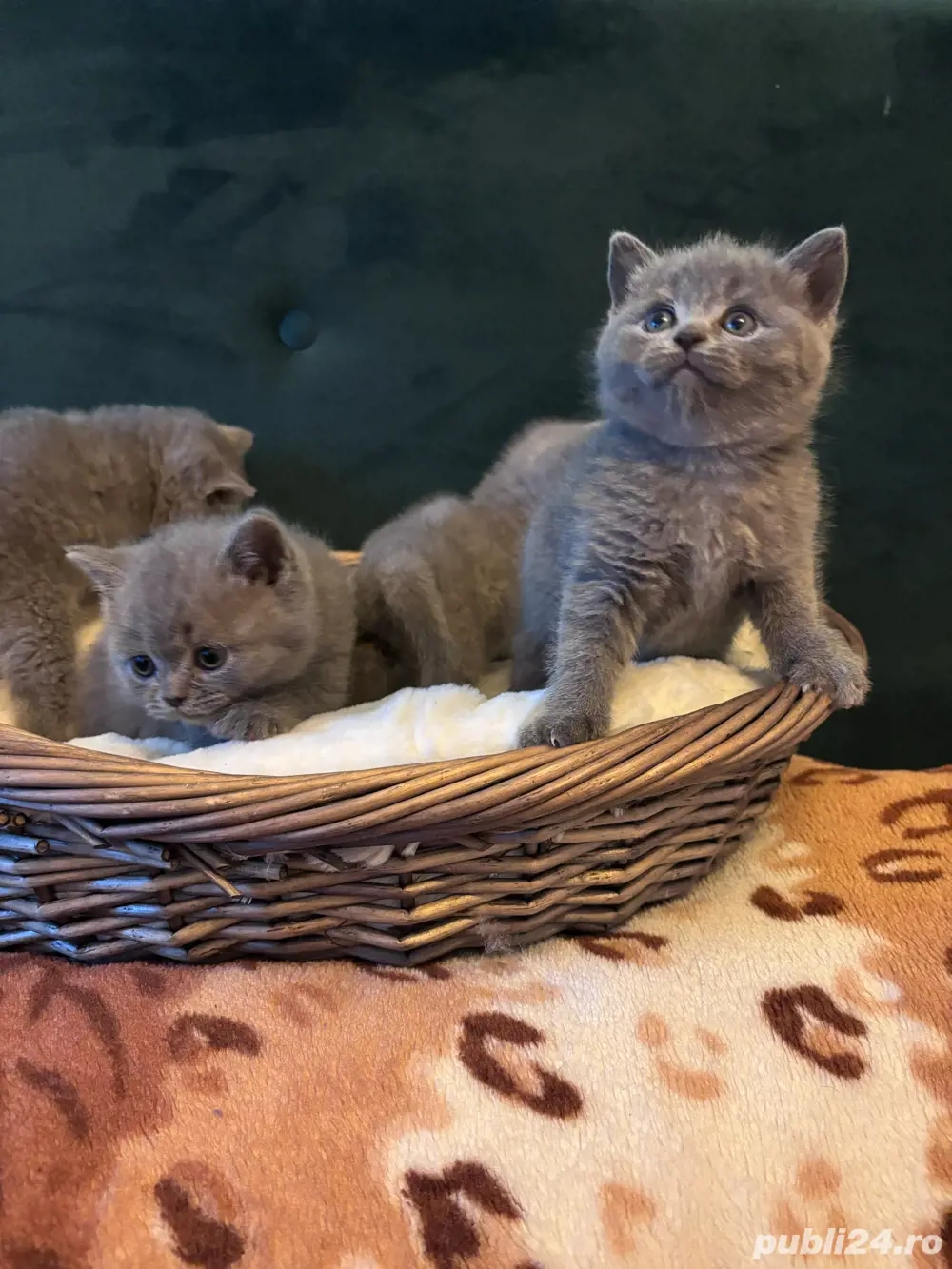 british shorthair Blue 