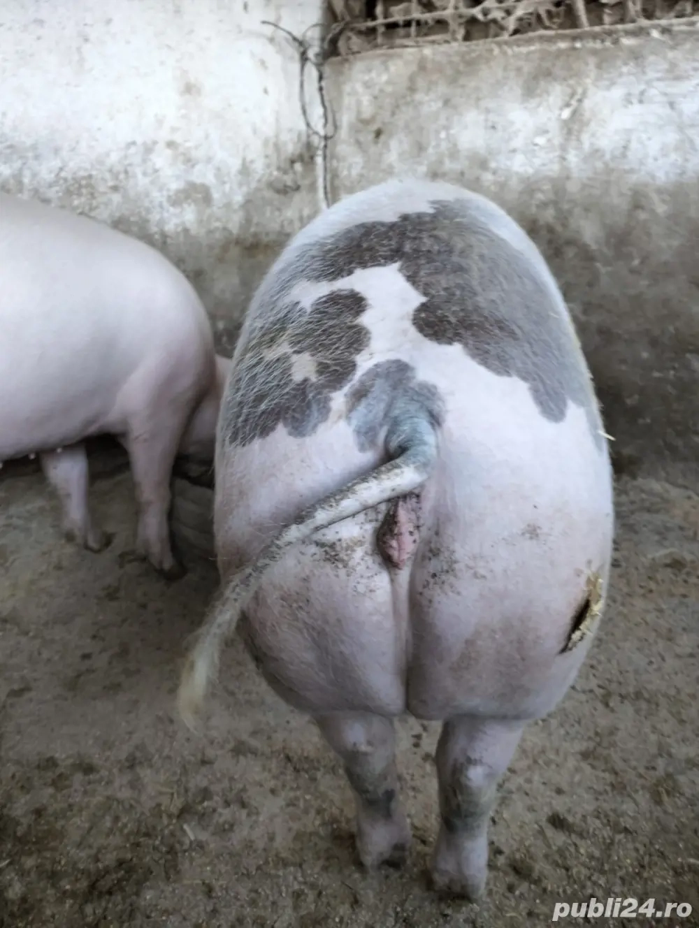 porci de vanzare porci de vanzare