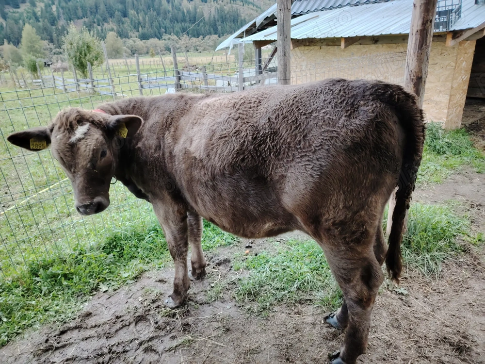 Vând vitica metis angus