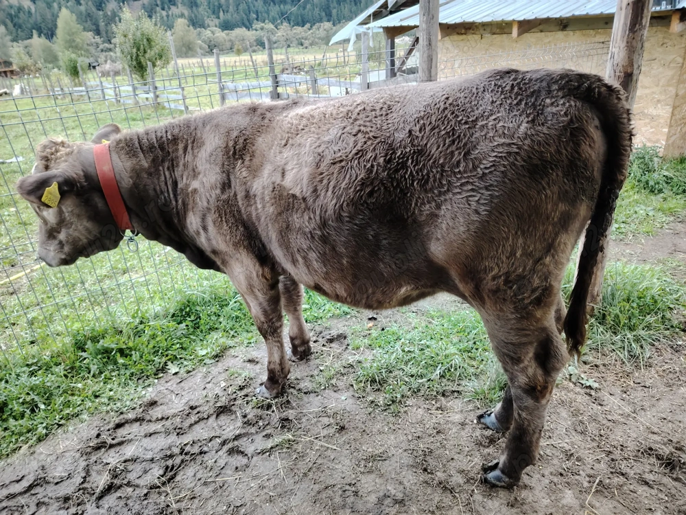 Vând vitica metis angus