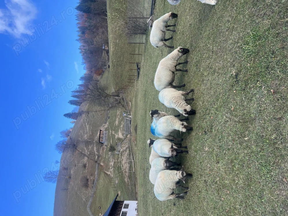 Vand 6 oi cap negru german Vand 6 oi cap negru german