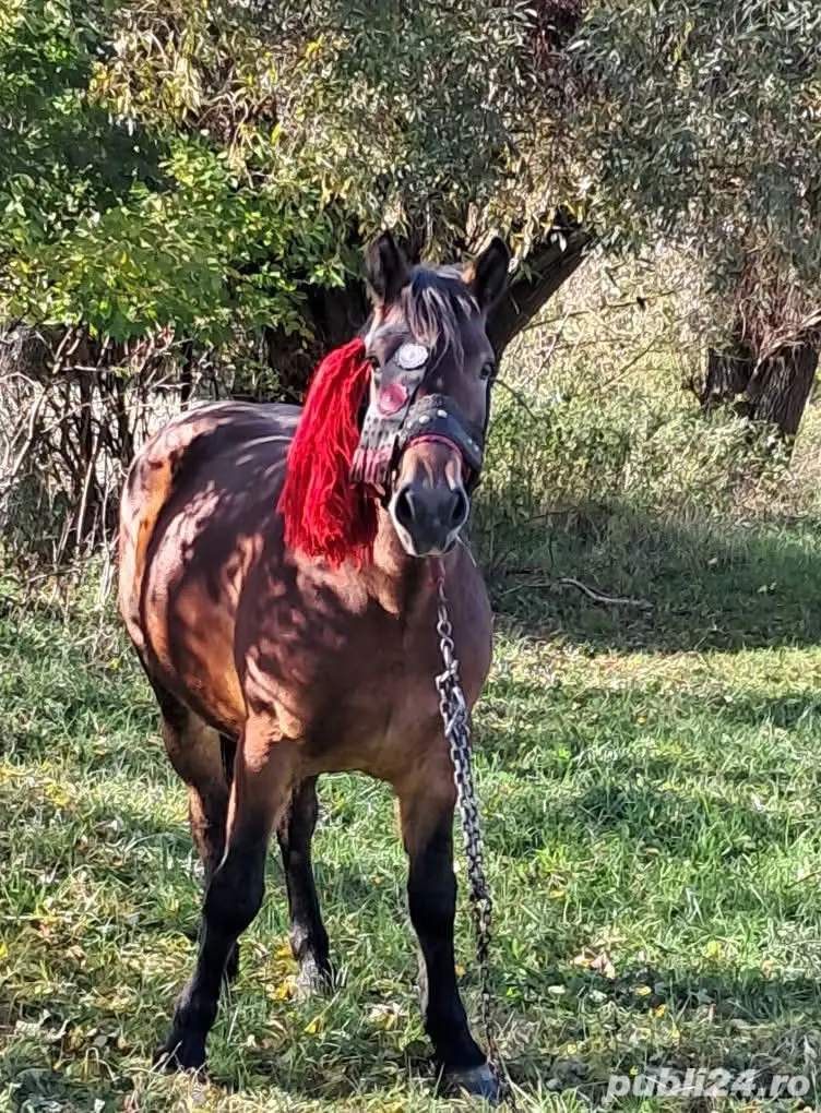 Iapa de vânzare  Iapa de vânzare