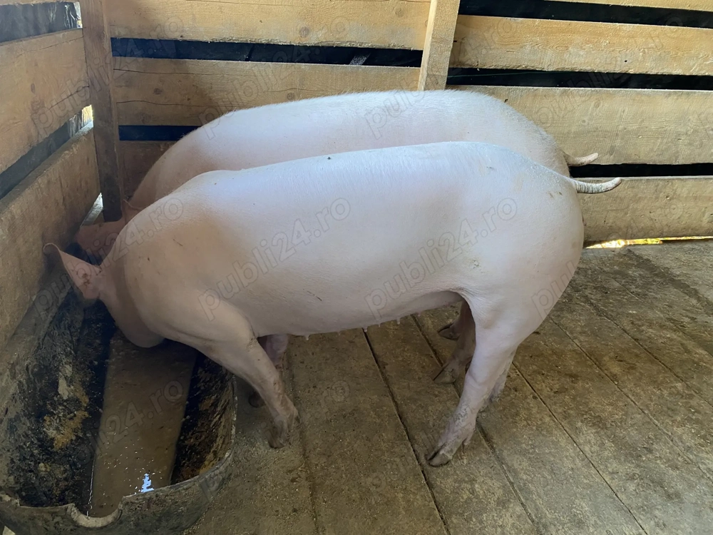 Vând 3 Purcele   Vând 3 Purcele