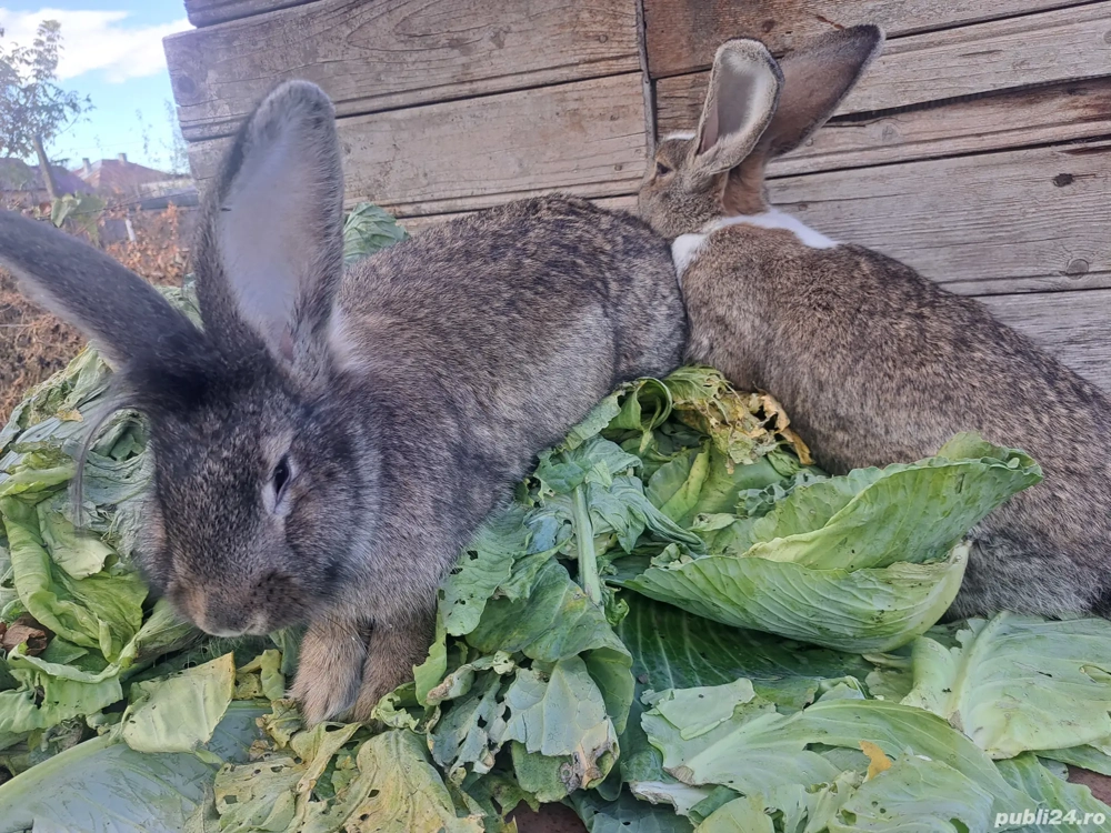 doua iepuroaice de anu asta mari doua iepuroaice de anu asta mari