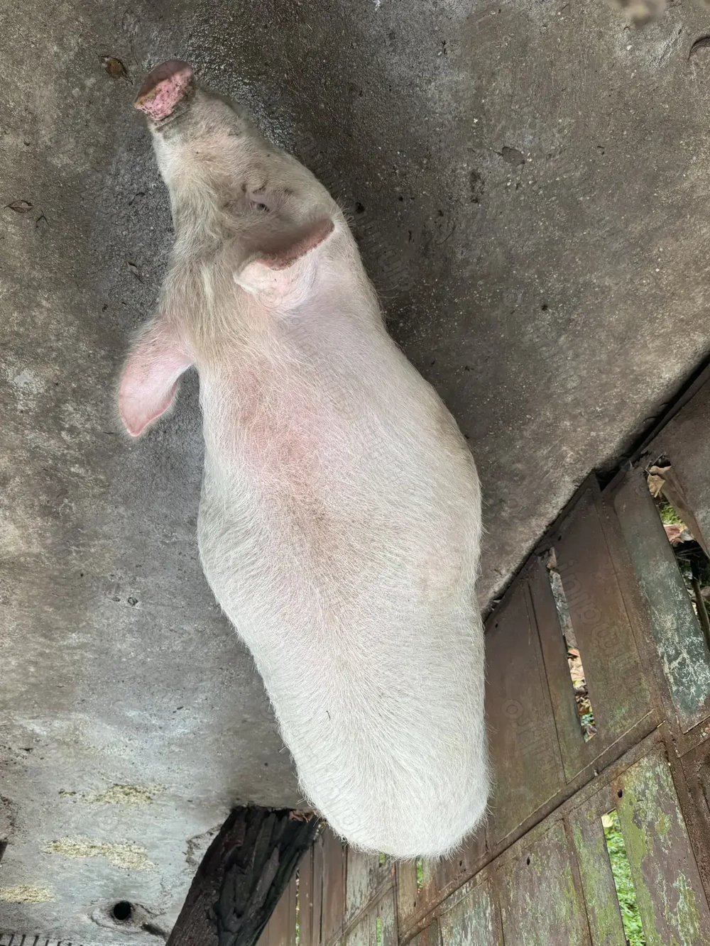 Vand porc  Vand porc