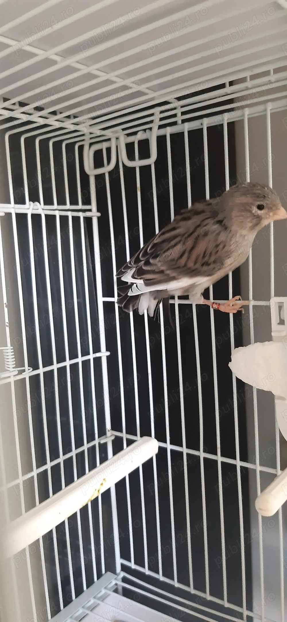 De vânzare canari De vânzare canari