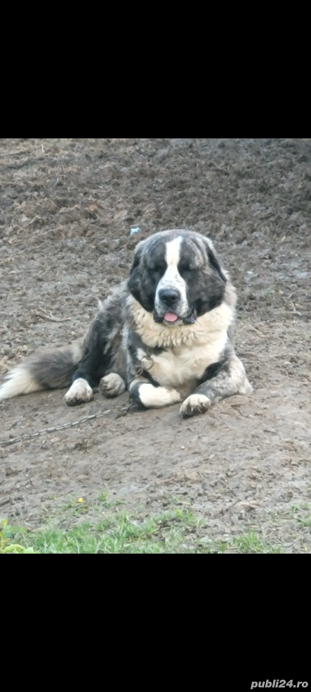 Asia centrala cu certificat de origine sau schimb pe oi Asia centrala cu certificat de origine sau schimb pe oi