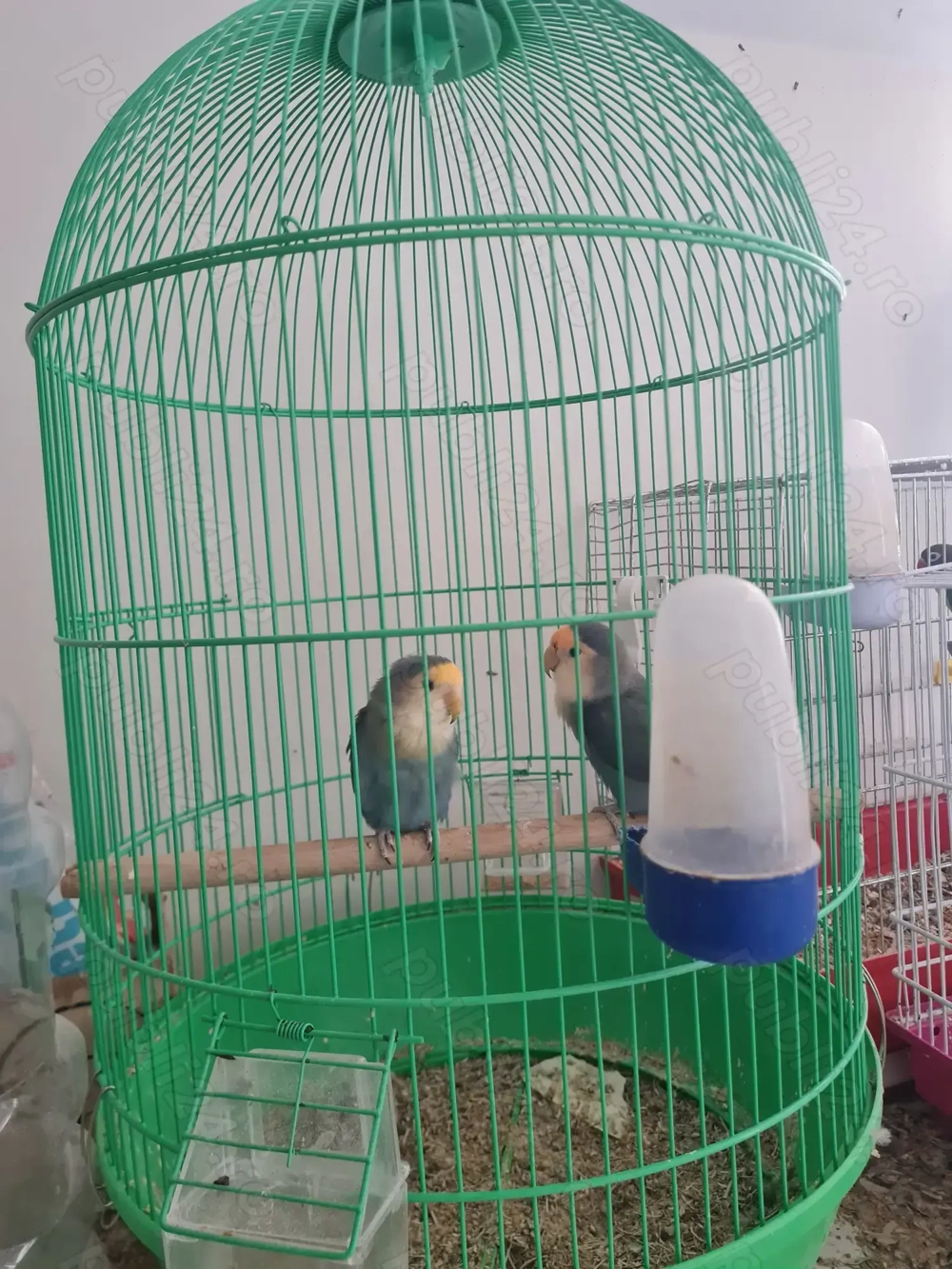 Pereche agapornis cu capul negru 