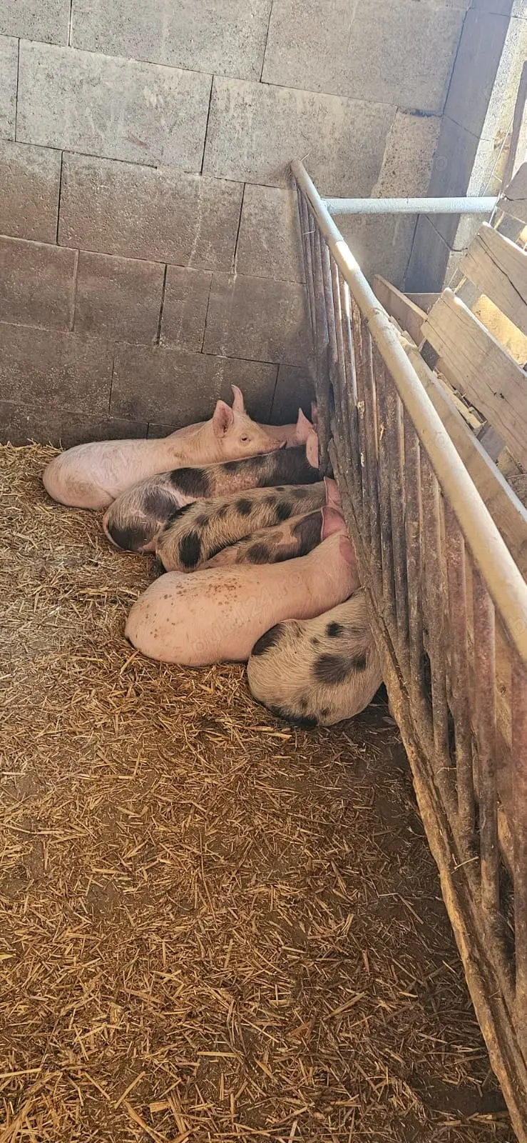 Purcei de vanzare Purcei de vanzare