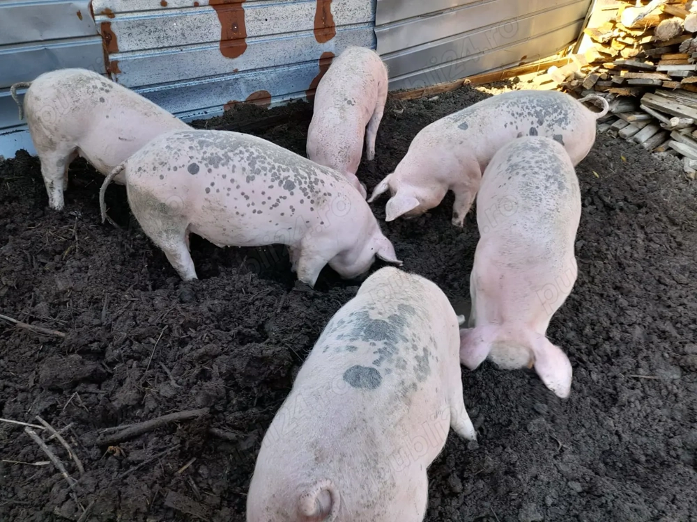 Purcei de vânzare Purcei de vânzare