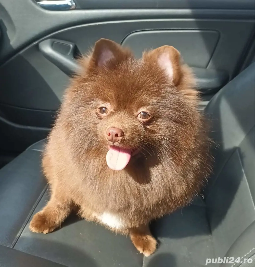 Mascul Pomeranian Ciocolatiu deosebit de frumos !!!