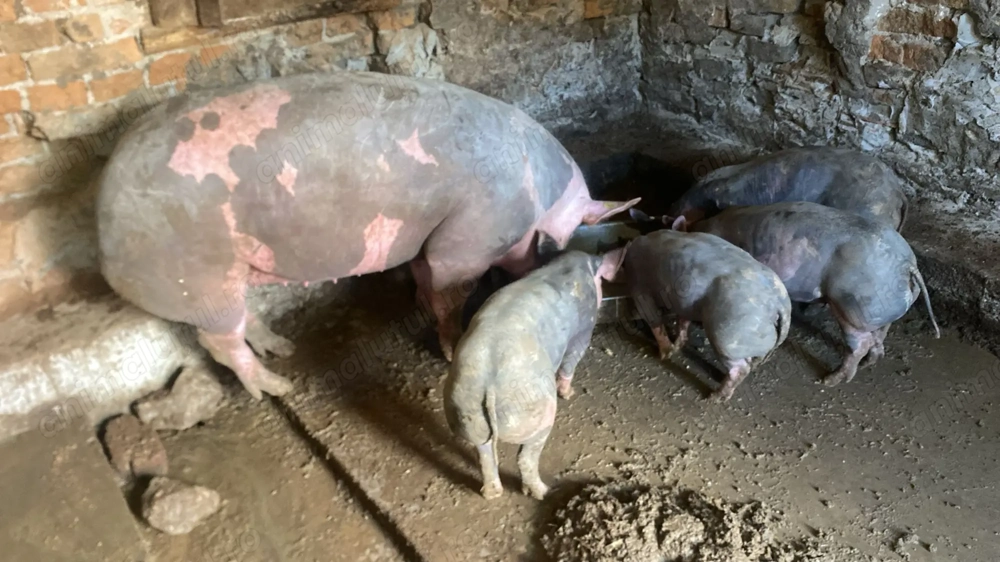 Vând porc pietrain belgian Vând porc pietrain belgian