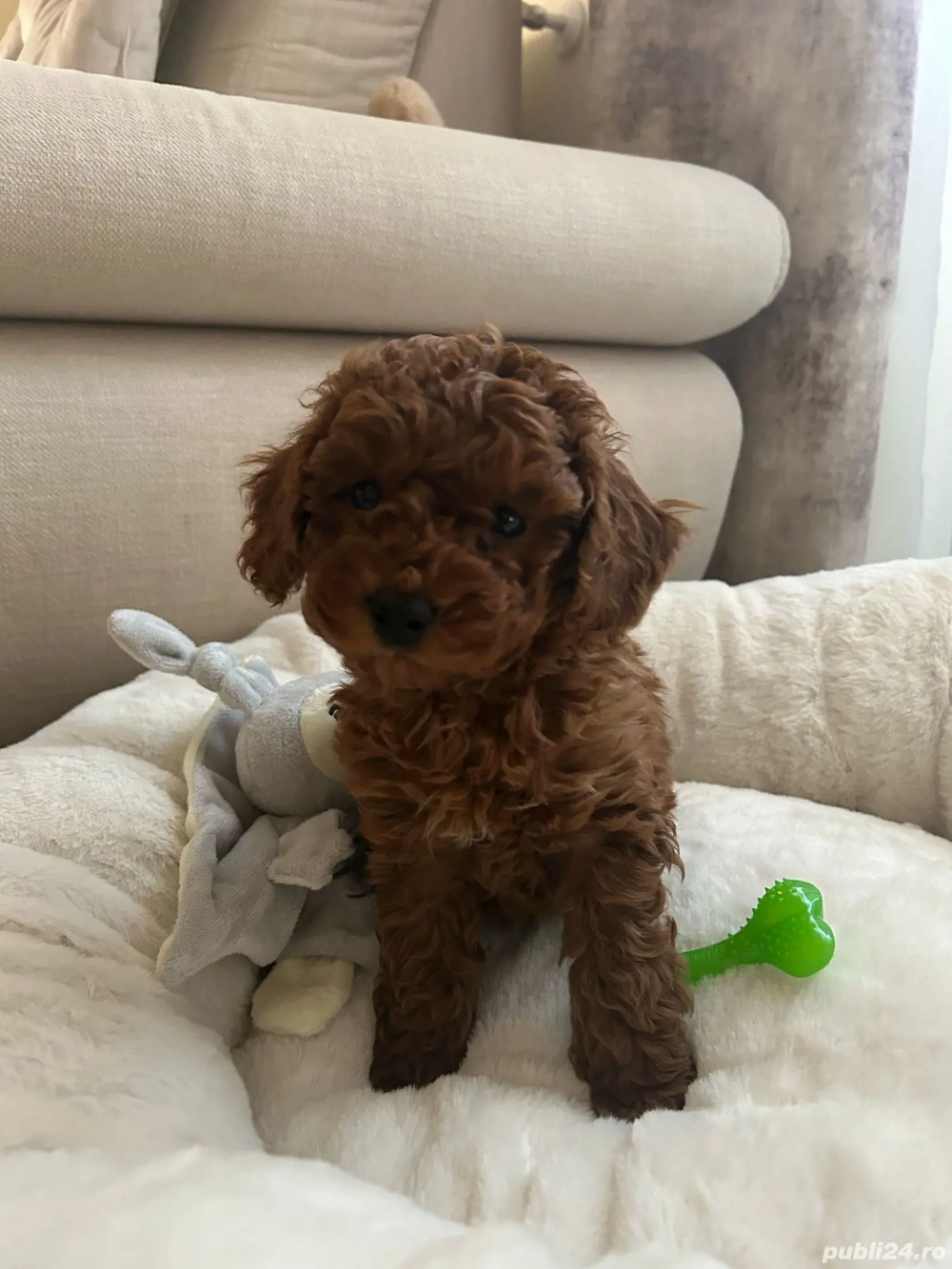 Cățeluș Pudel Poodel Caniche Red toy ajut cu transportul