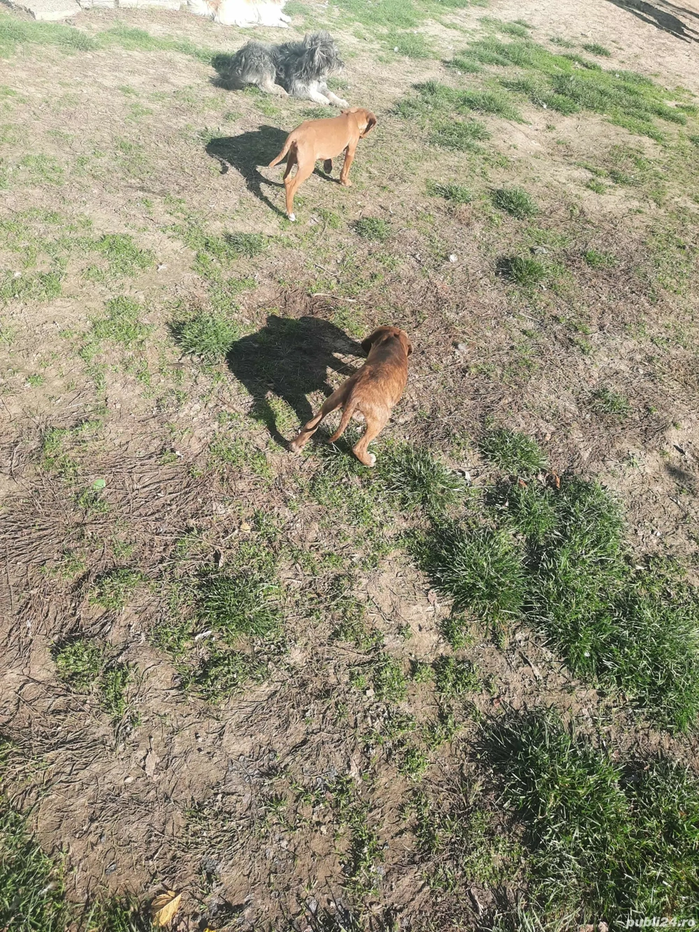 vand catelusi de trufe vand catelusi de trufe