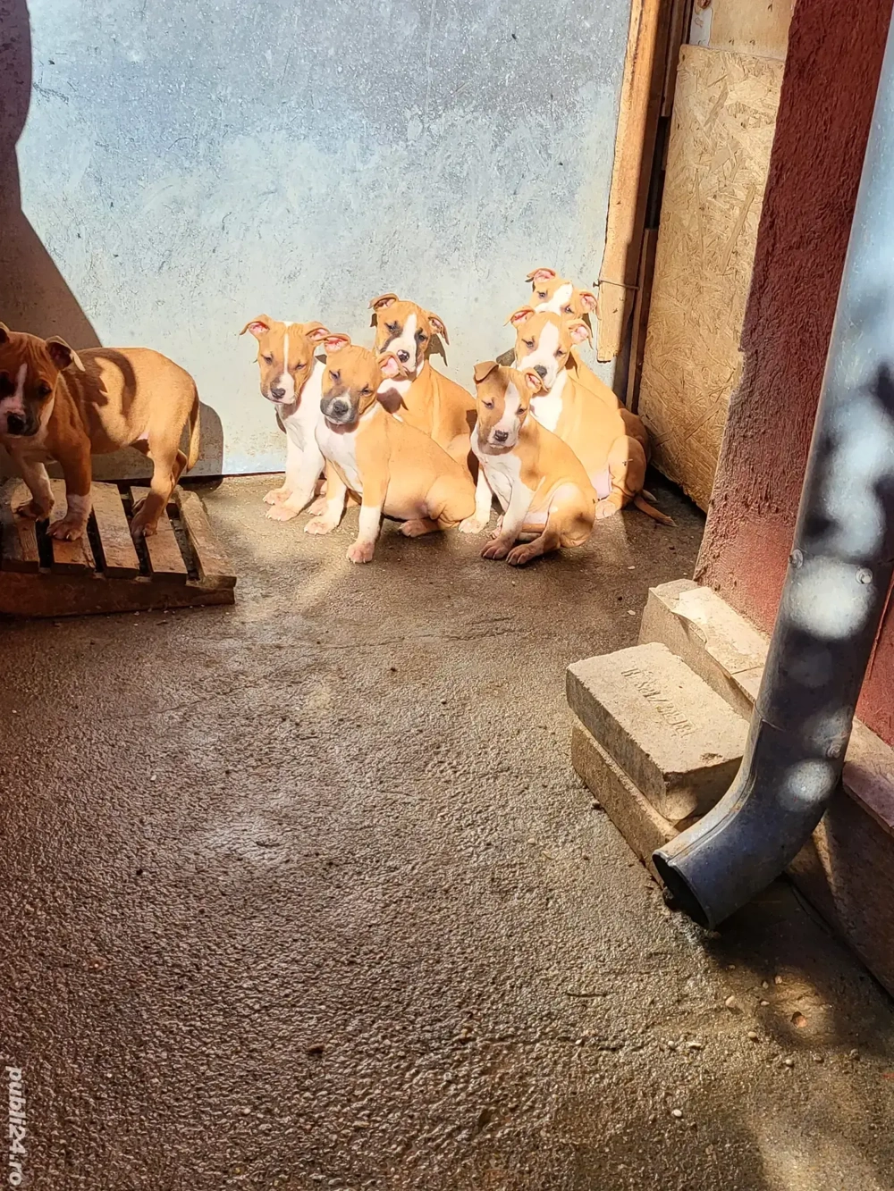 pui amstaf pui amstaf