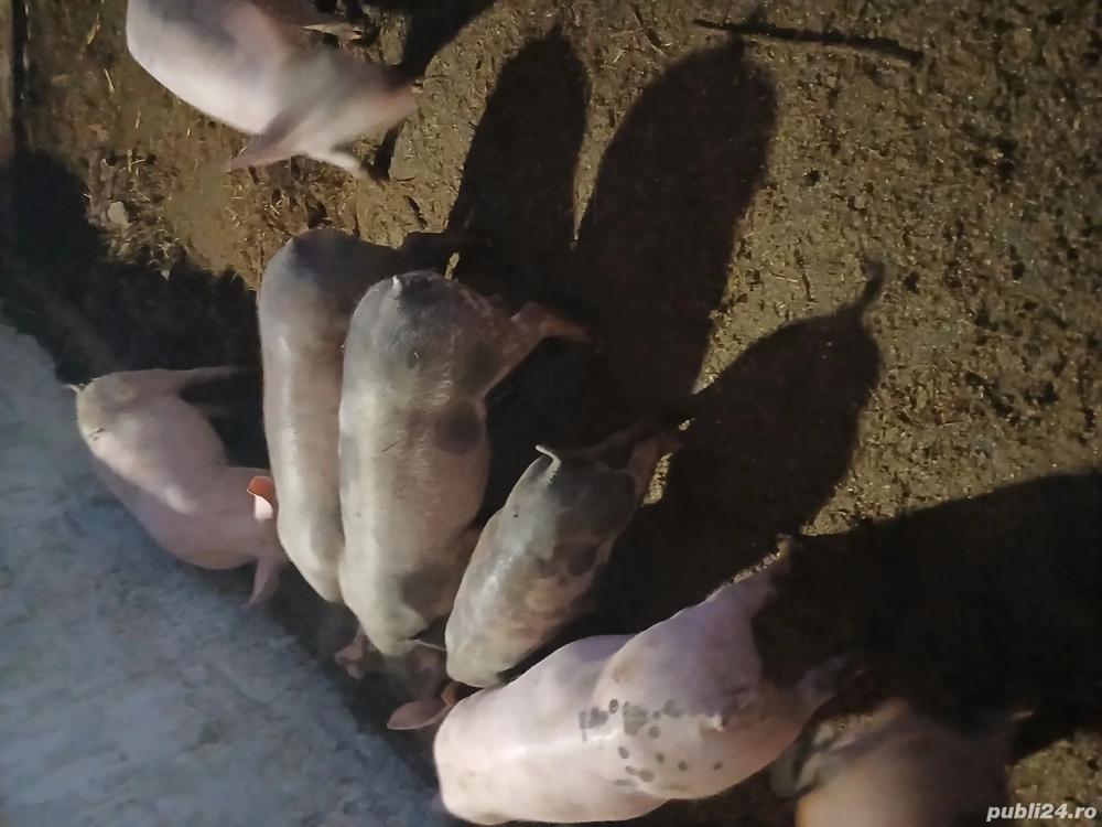 vand purcei 8 săptămânii  vand purcei 8 săptămânii