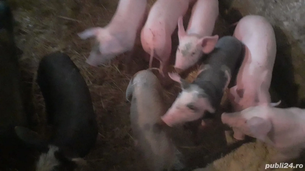 Se vinde rasă bună 