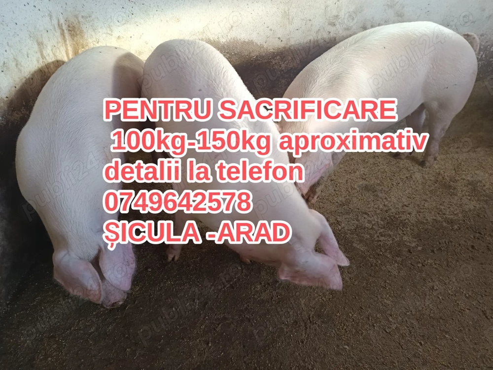 Pentru sacrificare  Pentru sacrificare