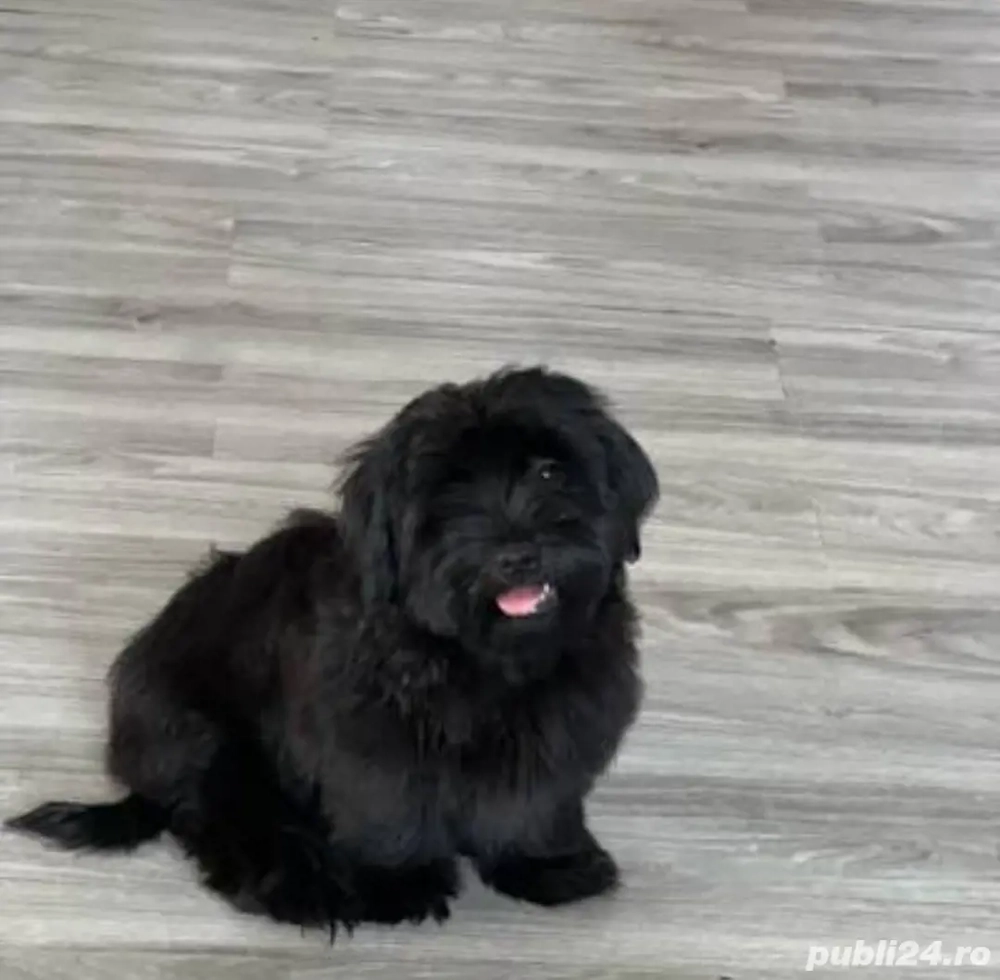 Bichon Havanez fetita Toy      Bichon Havanez fetita Toy