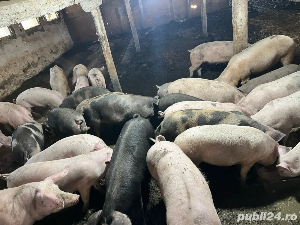 vand porci de taiat de la 100 la 200 kg