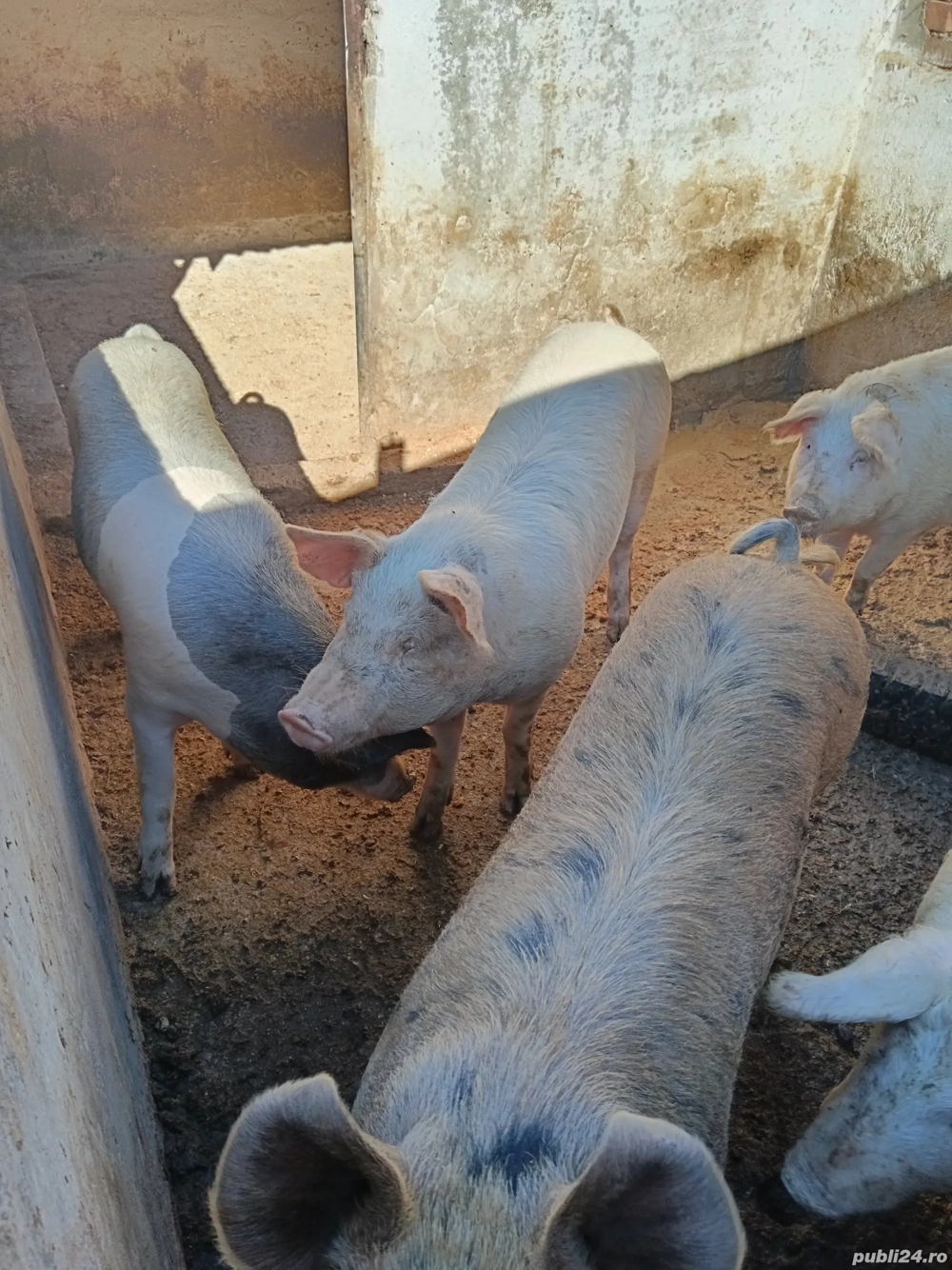 Porci de vânzare..  Porci de vânzare..