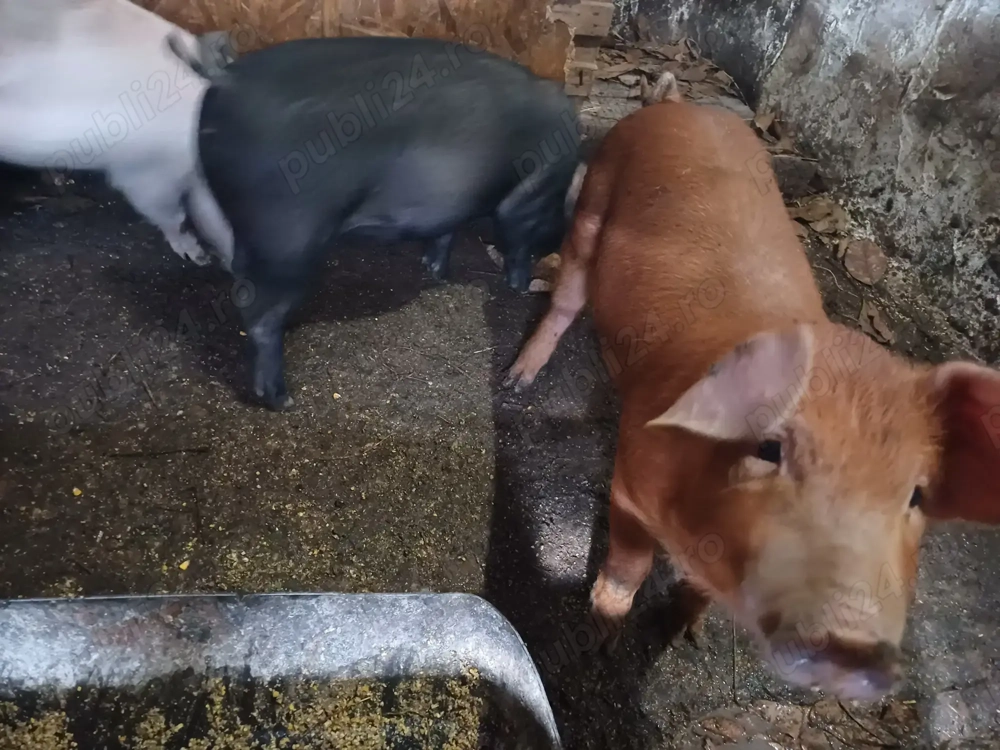 Vand purcei de 10 saptamani Vand purcei de 10 saptamani