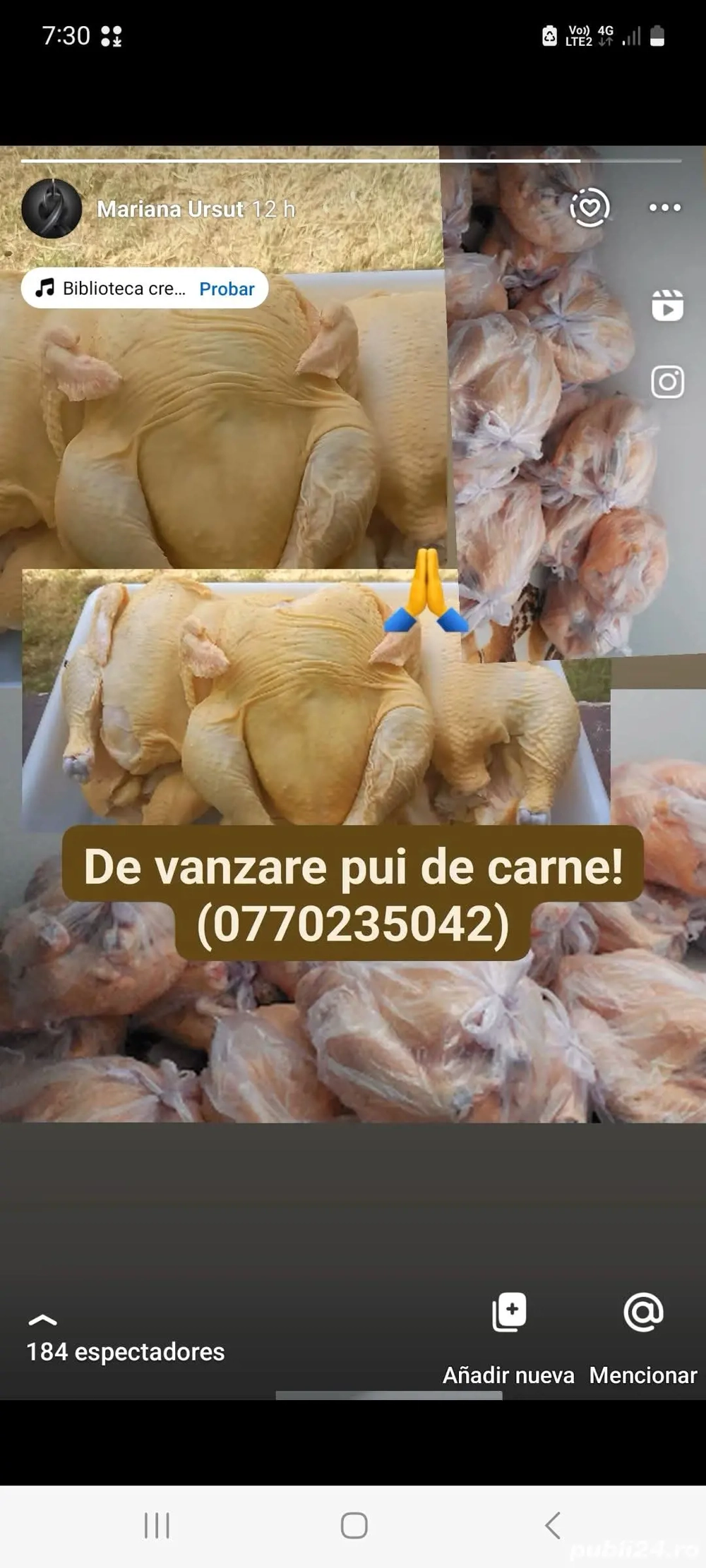 Pui de vânzare Pui de vânzare