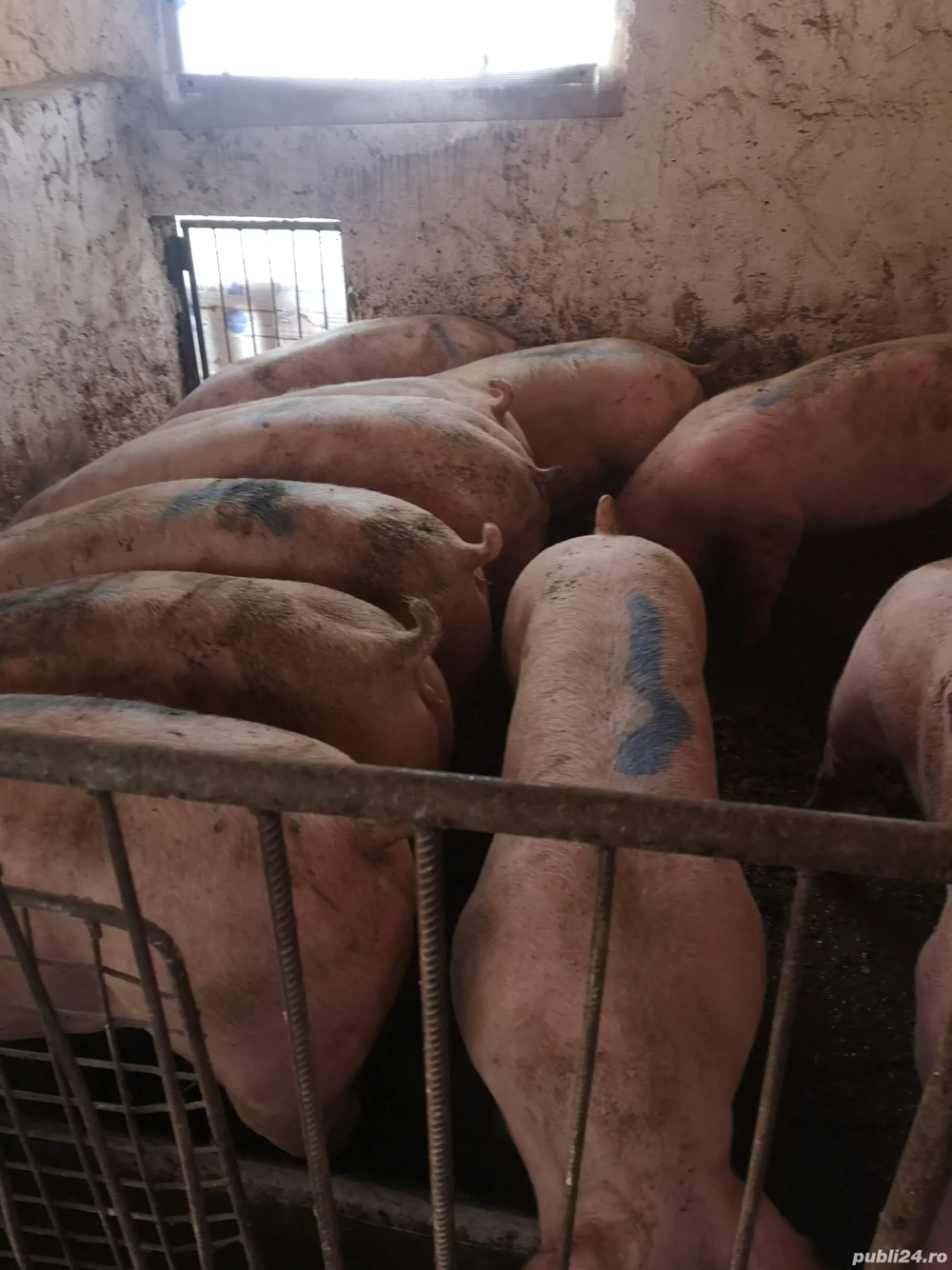 Vând 10 porci rasă de carne 130-140 kg Vând 10 porci rasă de carne 130-140 kg