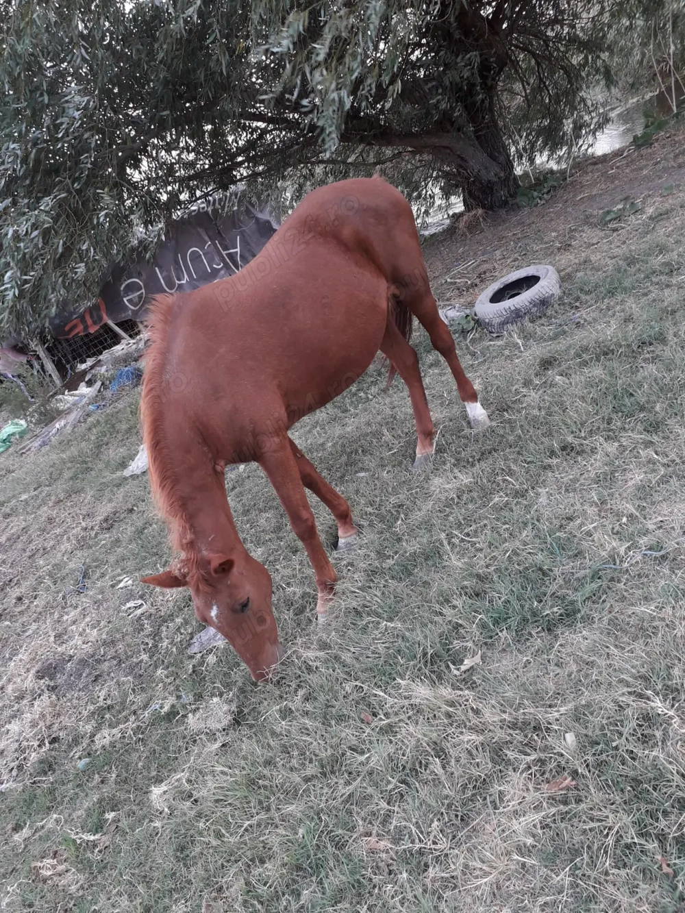 Iapa de tractiune de vanzare Iapa de tractiune de vanzare