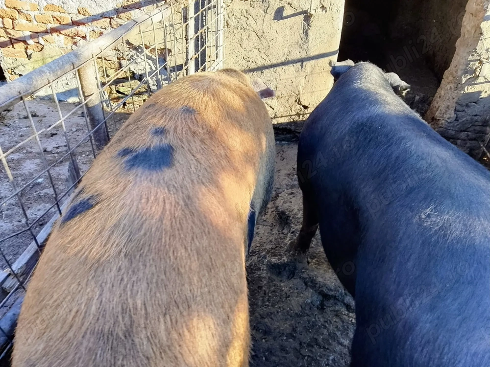 Porci de vânzare!  Porci de vânzare!