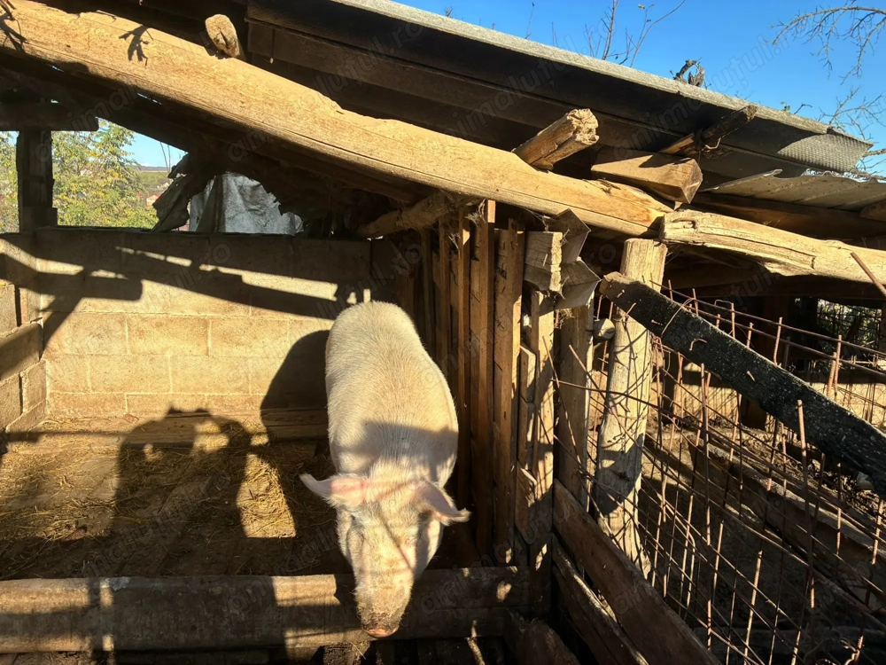 Porci de vânzare 25kg, 80kg, 200kg   hrăniți natural, preț negociabil