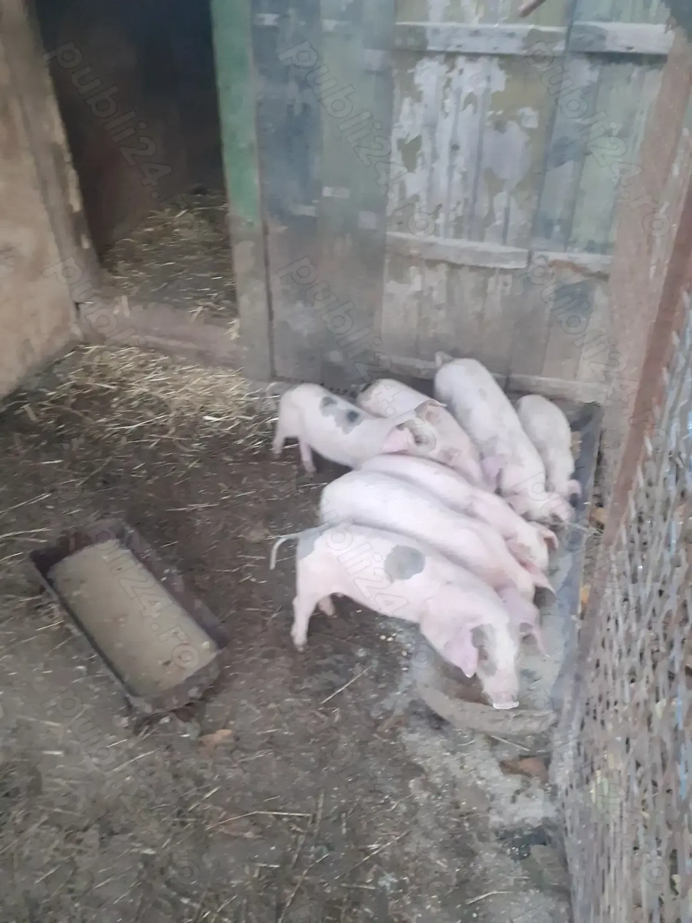 Purcei pietrain cu landrace  Purcei pietrain cu landrace