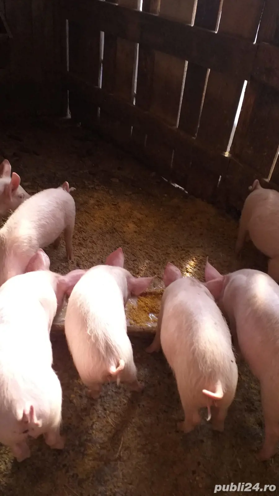 vand purcei vand purcei