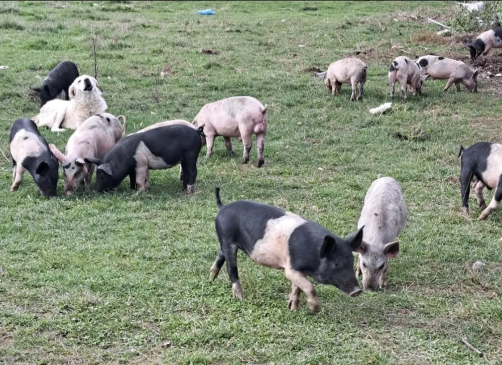 Porci crescuți natural 