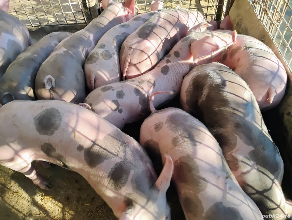 Vand Purceii Marele Alb cu Landrce si Pietrian Vand Purceii Marele Alb cu Landrce si Pietrian