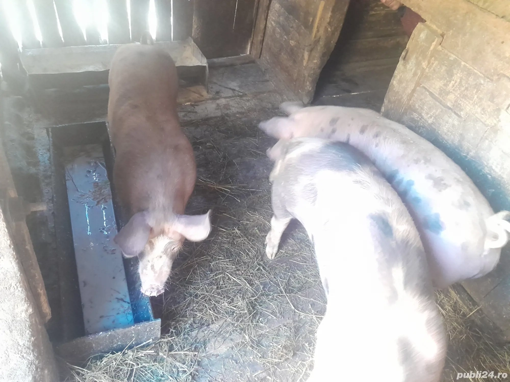 vând porci pentru sacrificat  vând porci pentru sacrificat