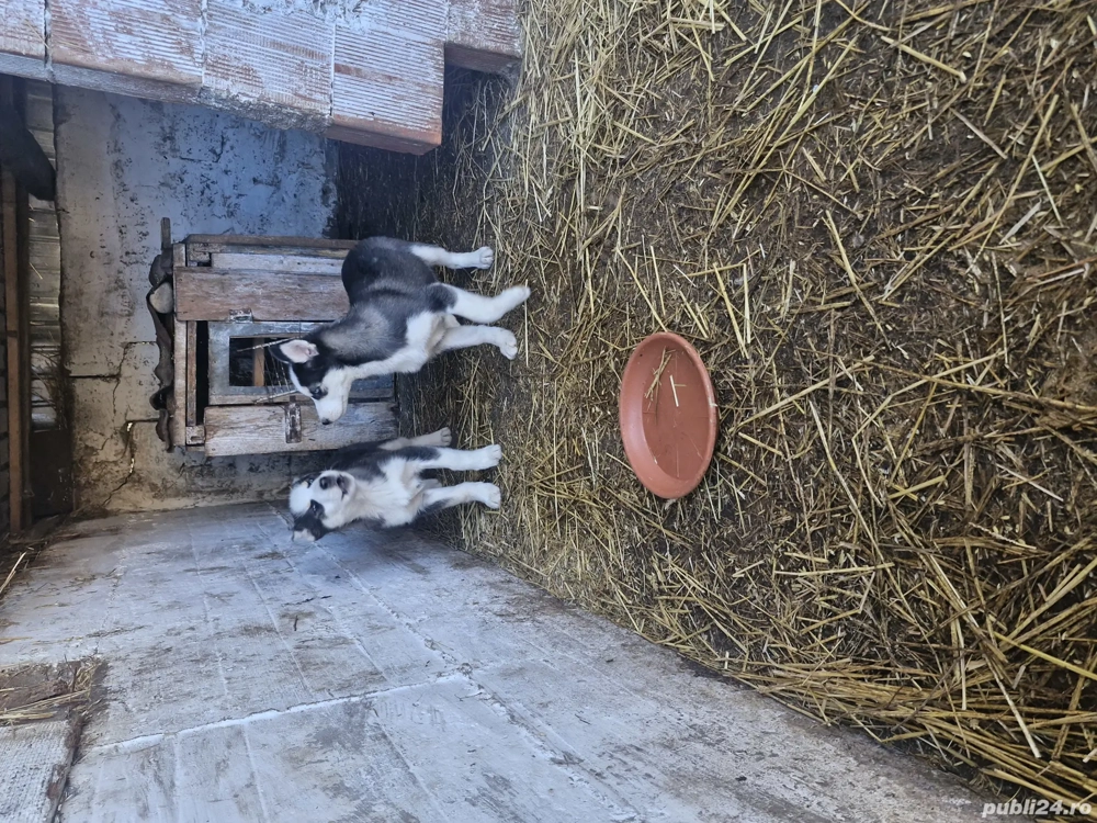 huski siberian ochi albaștri huski siberian ochi albaștri