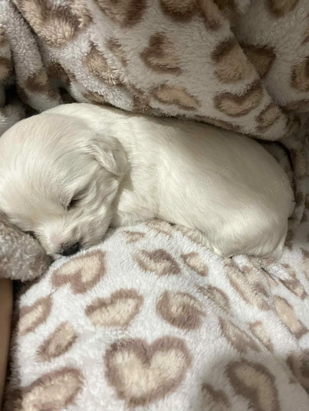 Bichoni Havanezi Bichoni Havanezi