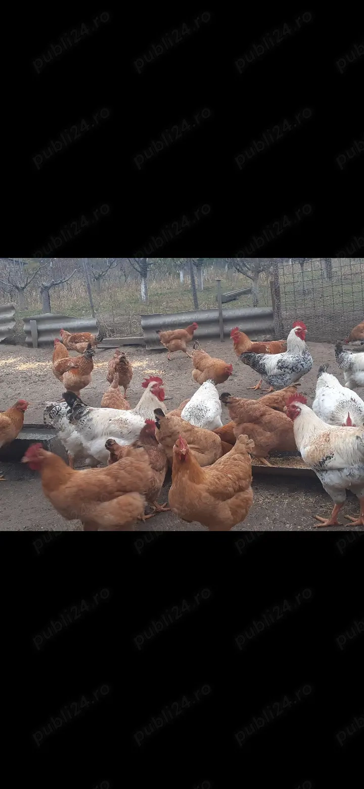 Vand cocosi kabir 4-5 kg 